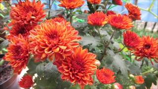 Pruning and Propagating Chrysanthemums in a Pot