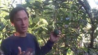 A Visit to Exotica Rare Tropical Fruit Nursery in Vista California