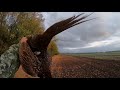 Охота на фазана. С подхода Pheasant hunting from approach