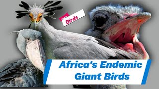 Africa's Endemic Giant Birds by Adore nature 514 views 4 months ago 6 minutes, 12 seconds