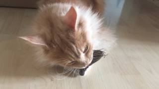 Cats playing with valerian toys by Epic the Cat 248 views 7 years ago 43 seconds