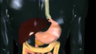 El recorrido del alimento