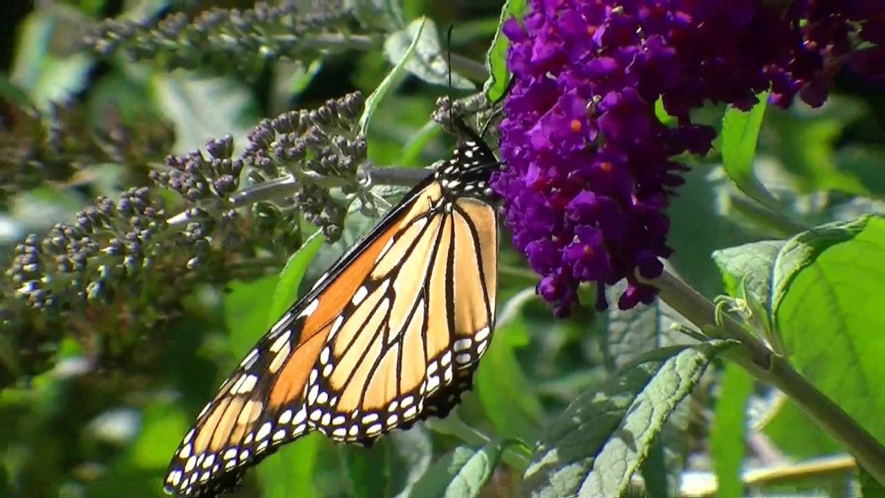 Butterfly Bush YouTube