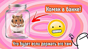 ХОМЯК ЖИВЁТ В БАНКЕ😰\🚫почему не надо их содержать в банке🚫\  яХрумка