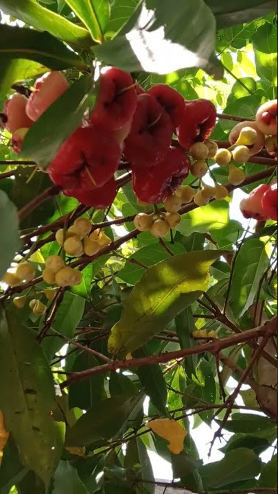 FRESH FRUIT IN OUR BACKYARD #Short #Yummy #Tambes