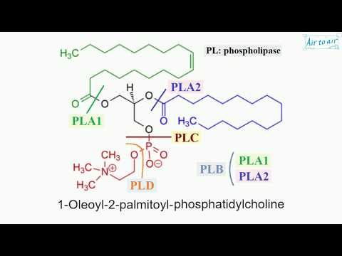 Video: Hvad er phloroglucinol på engelsk?