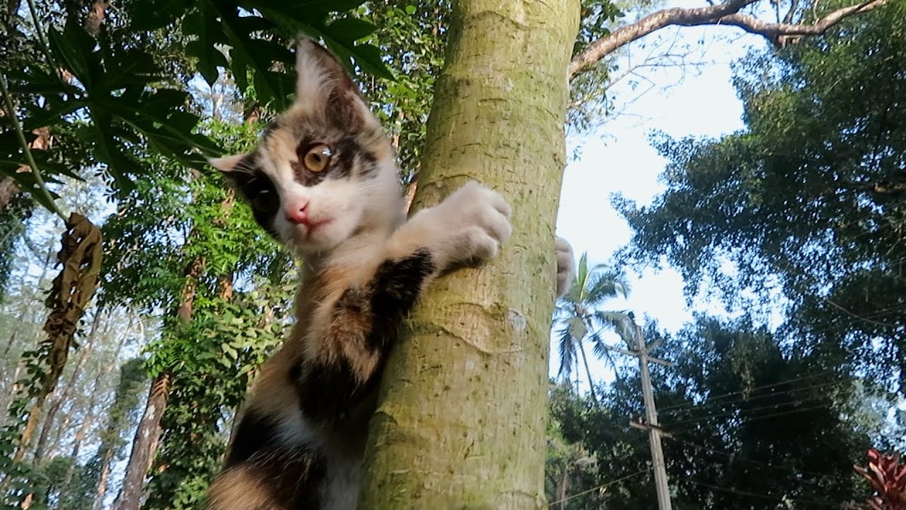 Curious Calico Cat Explores Nature by Climbing a Papaya Tree