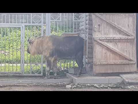 A male of Sichuan takin