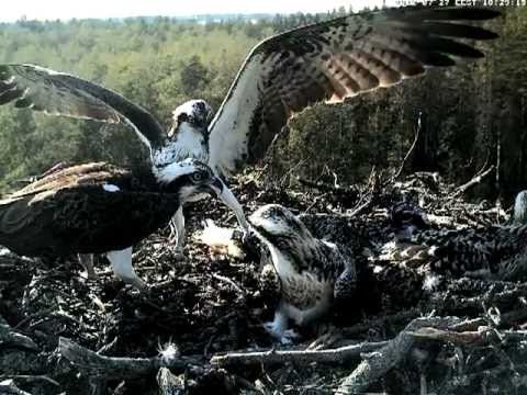eesti energia Osprey family and fish, July 2012