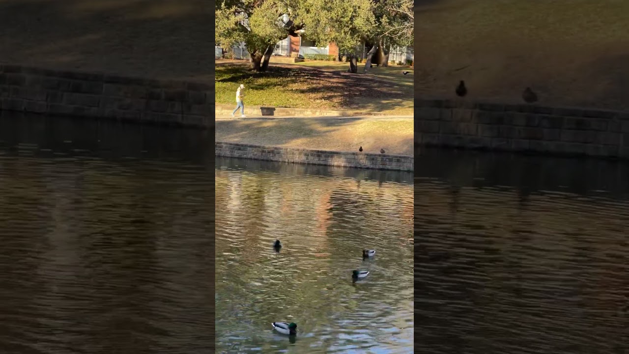 Dallas Village lake ducks 