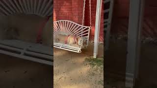 Golden retriever who loves swing ? #shorts #goldenretriever #caseymessy