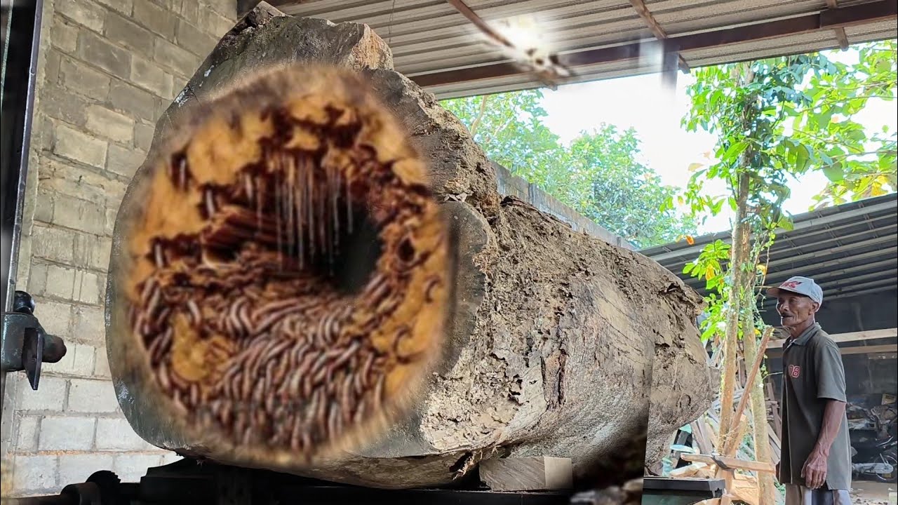 The process of sawing teak stumps into thick and wide boards requires 4 ...