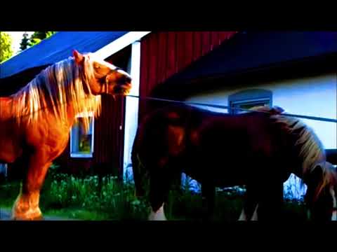 Video: Higoalergenik, Kesihatan Dan Jangka Hidup Kuda Kiger Mustang