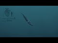 Tempo ja rütm: vaala animatsioon