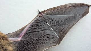 Bat flight | Wikipedia audio article