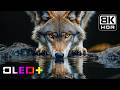 BEST OLED TEST - Mesmerizing Earthviews in 8K HDR | Dolby Vision™