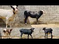 СРОЧНО ФРУШИ 18 мая 2026 г.