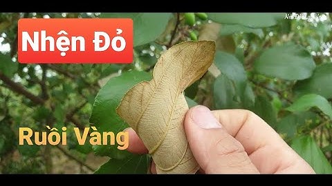 Táo Cuối Sân Bay Vẫn Đẹp l Núi Đồi Lục Ngạn