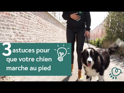 Vidéo: Apprendre à votre chien à ne pas tirer en laisse