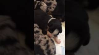 Bluebonnet Ridge Aussies fall 2016 litter