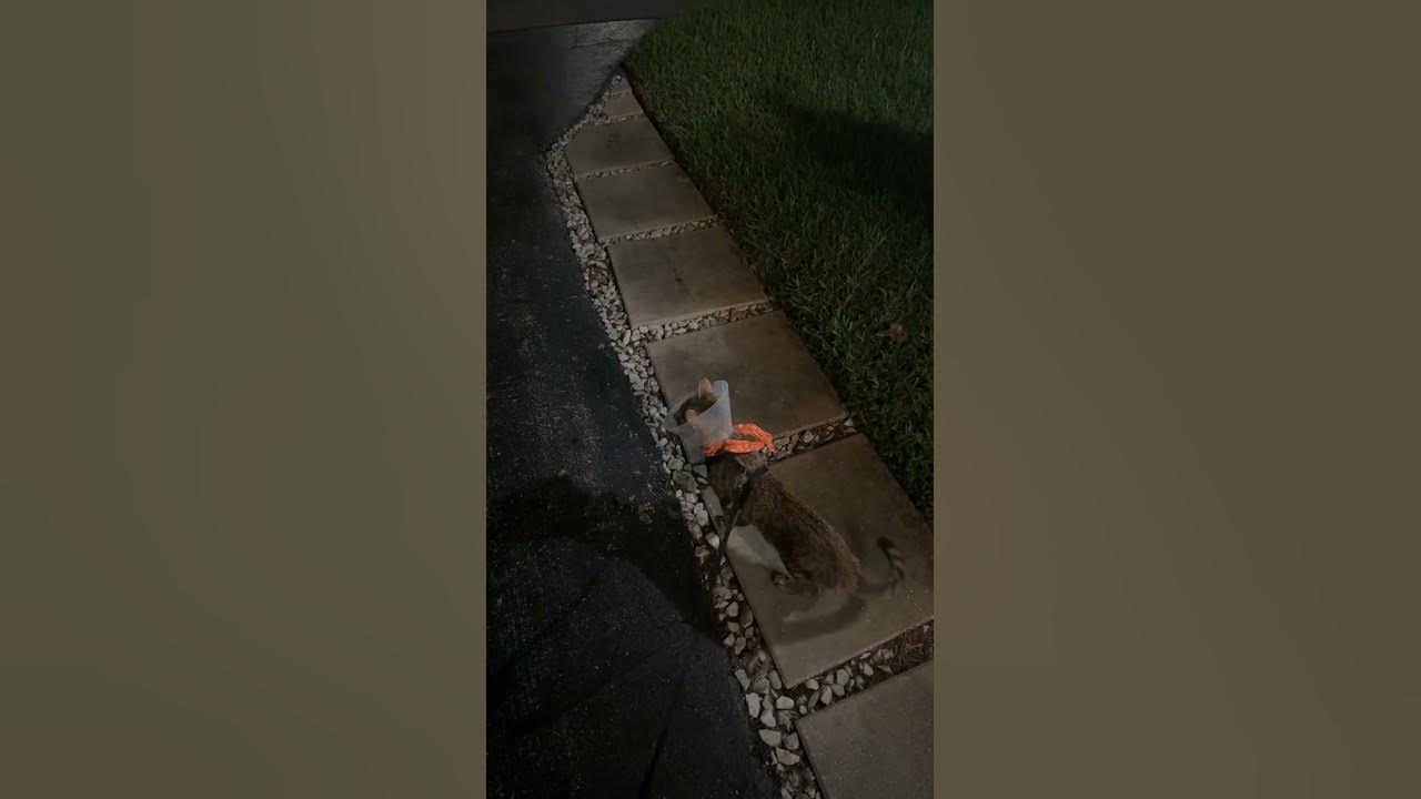 Had to get my cat fixed. Do you know the benefits of castrating your