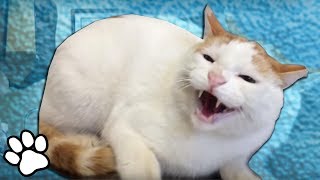 Animals Hate the Vet 😂 | Funny Pet Videos | That Pet Life