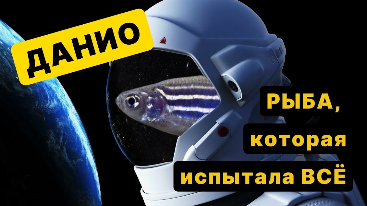 Рыба которая испытала всё или Данио ререо