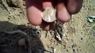 Hot day of metal detecting! Garrett Pro Pointer AT first time use!