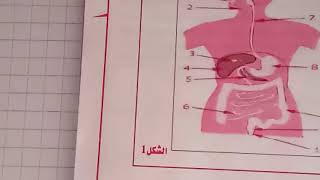 اقوى مراجعة للعلوم رابعة متوسط - الفصل الاول