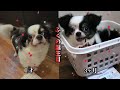 【誕生日】ふくが1才の誕生日を迎えました