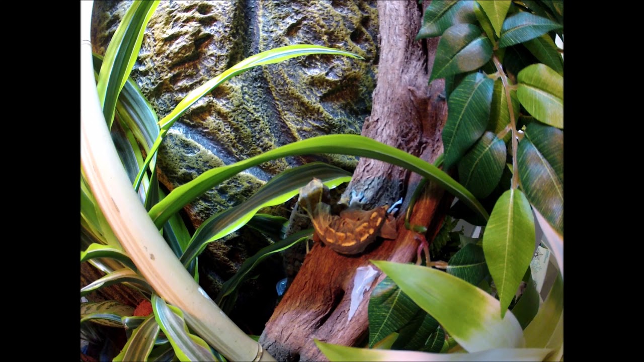 Premiere mue de tikka ( Correlophus cileatus)