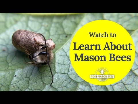 Pollinate Your Yard, Enrich Your Habitat &amp; Support Native Mason Bee Populations