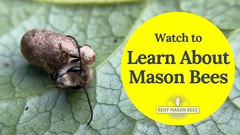 Learn About Spring Pollinators - Mason Bees