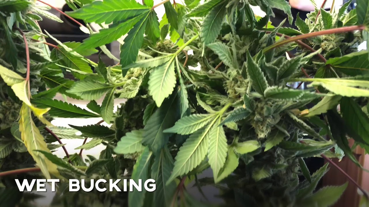 Buckmaster Pro - Wet or Dry Bucking