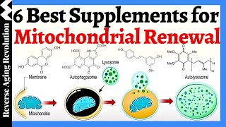 6 BEST SUPPLEMENTS to Support Mitochondrial Renewal