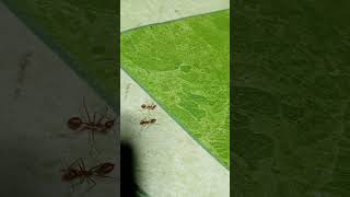 dreamtrackai A Quiet Night On Another Planet Tusong Mga Langgamsa Lamesa Namin Pumwesto 