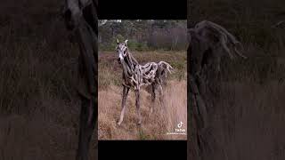 Cele Mai Periculoase Creaturi Scp Ep.8