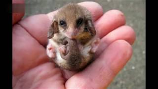 Самые маленькие животные в мире . Smallest animals in the world . Самые маленькие животные в мире . Smallest animals in the world .