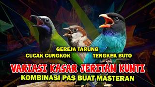 Masteran Variasi Kasar Jeritan Cucak Cungkok Kunti Vs Gereja Tarung U0026 Tengkek Buto
