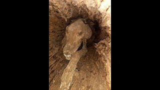 Unwrapping the Mystery: The 50-Year-Old Mummified Dog in the Tree #ytshort