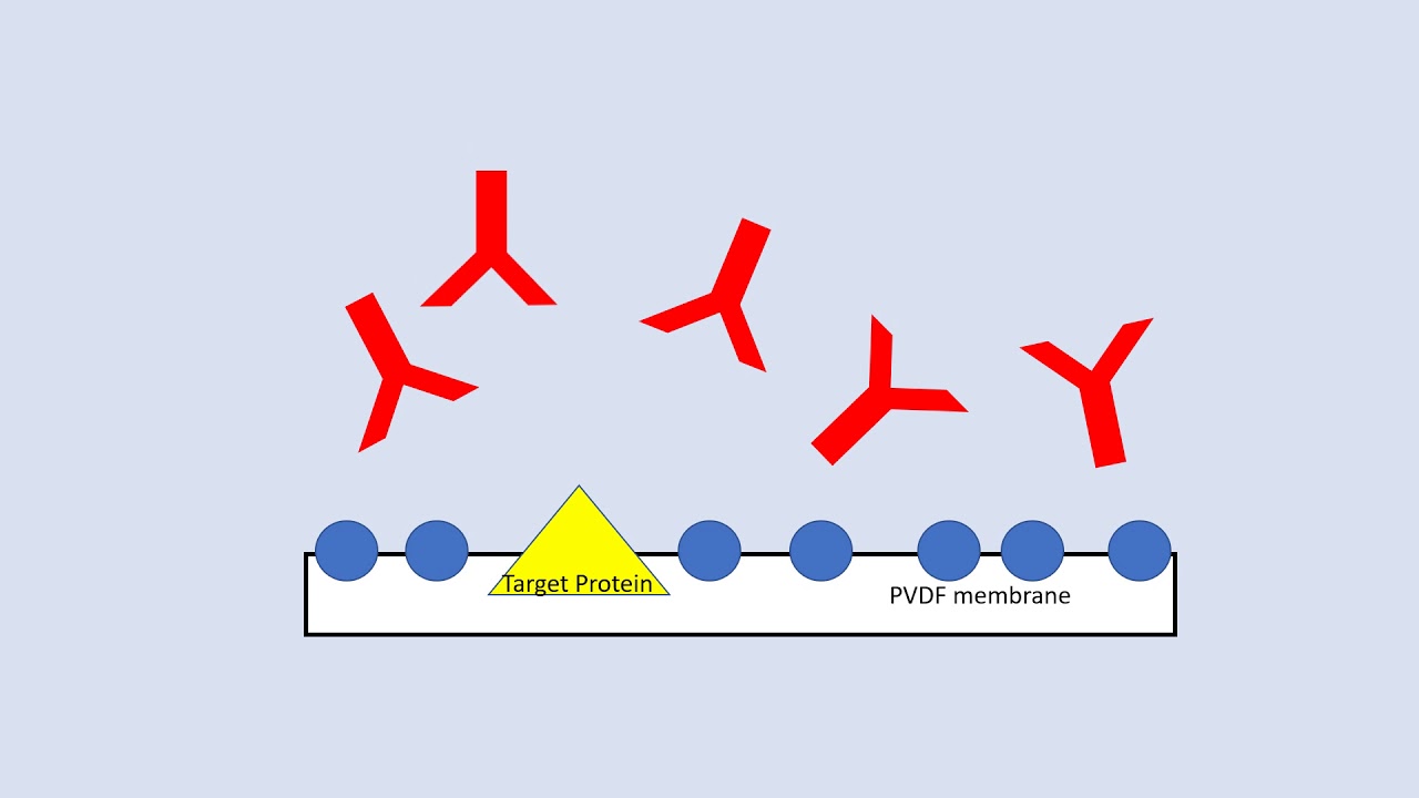 westernblot blocking and tagging explained