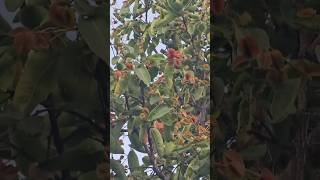 Terminalia tomentosa - Kari Matthi