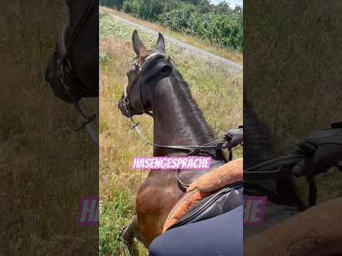 Hasengespräche mit Moni