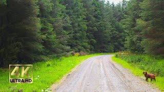 4K Virtual Walk Through Scotland’s Quiet Pine Forests 🌲🍃