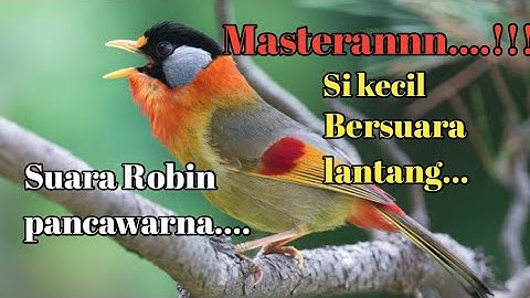 MASTERAN SUARA BURUNG ROBIN PANCA WARNA, Si kecil bersuara lantang.....