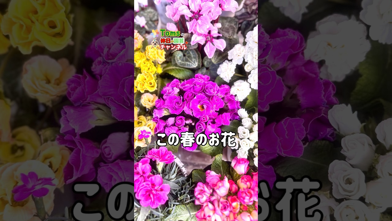 この春に咲いてくれたお花