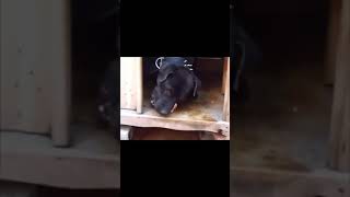 Apbt C R O T A Grand Champion 5Xw Rom Smashing A Bone