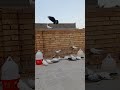 معلومات مهمه جدا عن تربيه طيور الحمام في فصل الصيف