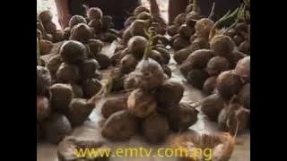 People of Moresby South Given Permission to Sell Betel Nut Inside Sabama Market