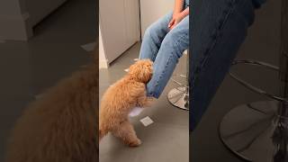 NAUGHTY DOG OmG! #dog #viral #funny #foryou #viralvideo #fyp #shorts #highlights #love #animals